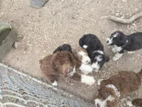 Jupiter 1, a male Aussiedoodle for sale in Winchester, VA – 3 of 3