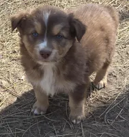 Zoe 6, a male Australian Shepherd for sale in Winchester, VA – Photo 2 of 4