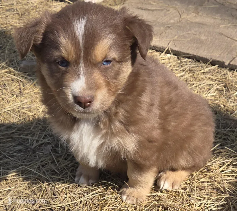 Zoe 6 – Australian Shepherd puppy for sale in Winchester, VA