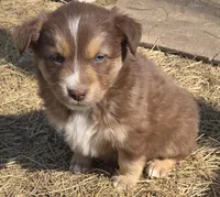 Zoe 6, a male Australian Shepherd for sale in Winchester, VA – Photo 1 of 4