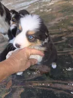 Mila 1, a male Australian Shepherd for sale in Winchester, VA – 2 of 6