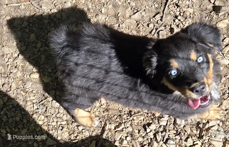 Zoe 4 – Australian Shepherd puppy for sale in Winchester, VA