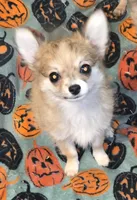 Spoof 1, a male Chihuahua for sale in Cross Junction, VA – 1 of 5