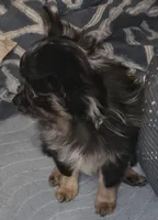 Brew 3, a female Chihuahua and Pomeranian for sale in Winchester, VA – Photo 3 of 6