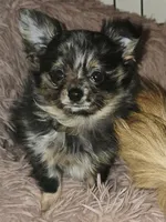 Brew 3, a female Chihuahua and Pomeranian for sale in Winchester, VA – Photo 1 of 6