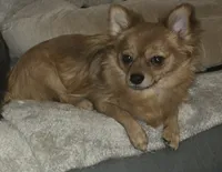 Brew 3, a female Chihuahua and Pomeranian for sale in Winchester, VA – Photo 5 of 6