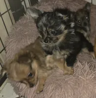 Brew 3, a female Chihuahua and Pomeranian for sale in Winchester, VA – Photo 4 of 6