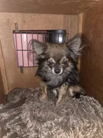 Brew 3, a female Chihuahua and Pomeranian for sale in Winchester, VA – Photo 6 of 6