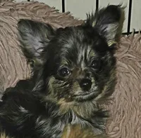 Brew 3, a female Chihuahua and Pomeranian for sale in Winchester, VA – Photo 2 of 6