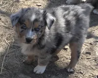 Zoe 2, a male Australian Shepherd for sale in Winchester, VA – Photo 4 of 5