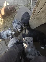 Zoe 2, a male Australian Shepherd for sale in Winchester, VA – Photo 5 of 5