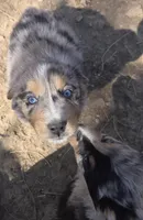 Zoe 2, a male Australian Shepherd for sale in Winchester, VA – Photo 2 of 5