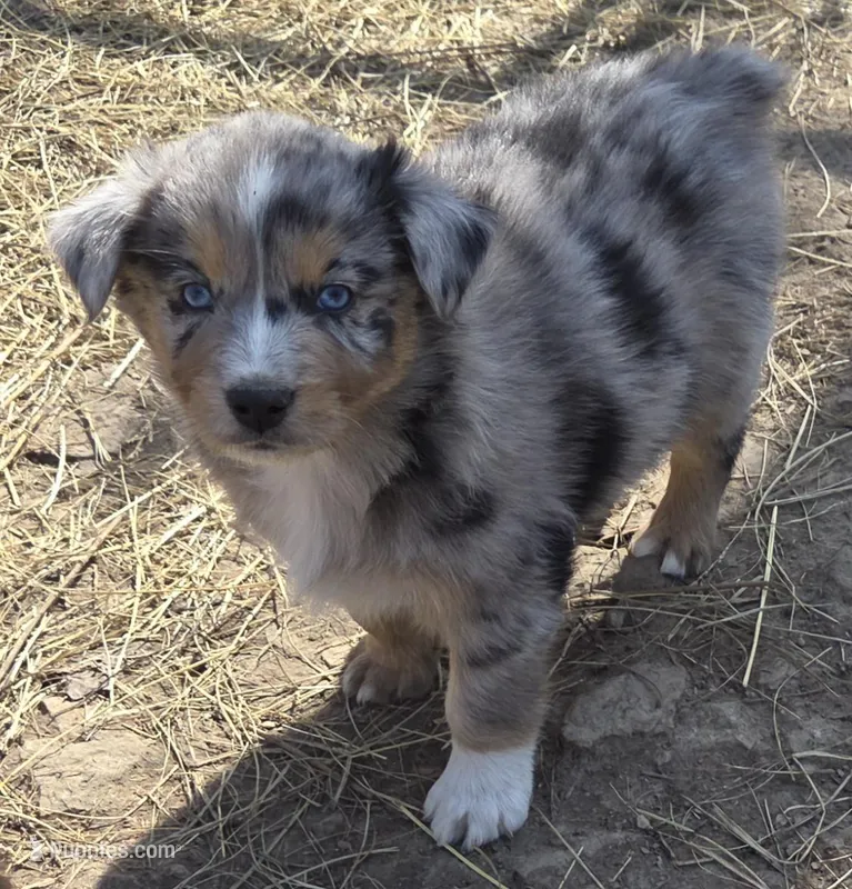 Zoe 2 – Australian Shepherd puppy for sale in Winchester, VA