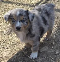 Zoe 2, a male Australian Shepherd for sale in Winchester, VA – Photo 1 of 5