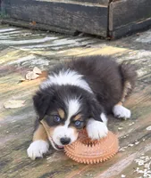 Mila 2, a female Australian Shepherd for sale in Winchester, VA – 1 of 7