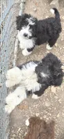 Jupiter 2, a male Aussiedoodle for sale in Winchester, VA – 3 of 3