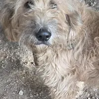 August, a female Saint Berdoodle for sale in Winchester, VA – Photo 1 of 2