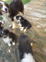 Mila 3, a female Australian Shepherd for sale in Winchester, VA – 4 of 5