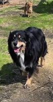 Mila 1, a male Australian Shepherd for sale in Winchester, VA – 6 of 6