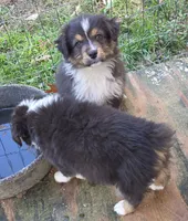Mila 3, a female Australian Shepherd for sale in Winchester, VA – 2 of 5