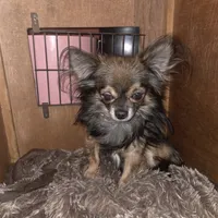 Fancy 1, a male Chihuahua for sale in Winchester, VA – Photo 5 of 5
