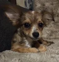 Fancy 1, a male Chihuahua for sale in Winchester, VA – 1 of 9