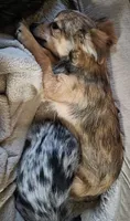 Fancy 1, a male Chihuahua for sale in Winchester, VA – 4 of 9