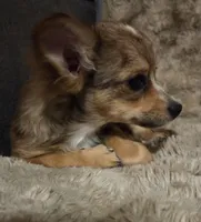 Fancy 1, a male Chihuahua for sale in Winchester, VA – 2 of 9