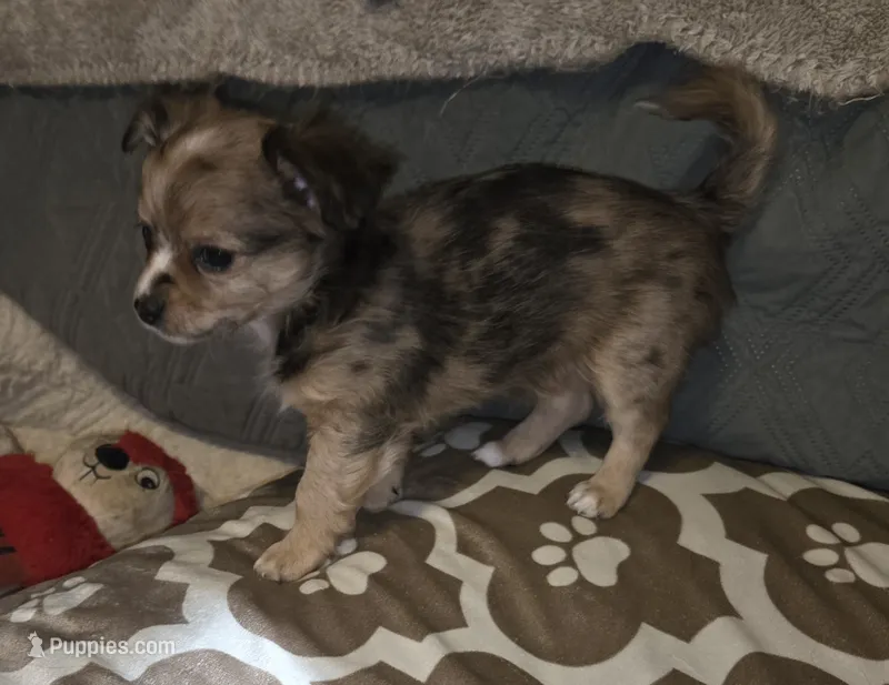 Fancy 1 – Chihuahua puppy for sale in Winchester, VA