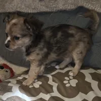 Fancy 1, a male Chihuahua for sale in Winchester, VA – Photo 2 of 5