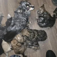 Fancy 1, a male Chihuahua for sale in Winchester, VA – Photo 4 of 5