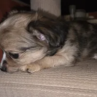 Fancy 1, a male Chihuahua for sale in Winchester, VA – Photo 3 of 5