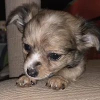 Fancy 1, a male Chihuahua for sale in Winchester, VA – Photo 1 of 5