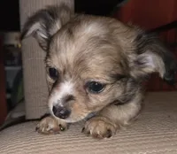 Fancy 1, a male Chihuahua for sale in Winchester, VA – Photo 1 of 5