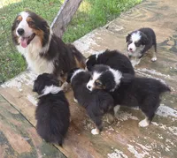 Mila 3, a female Australian Shepherd for sale in Winchester, VA – 3 of 5