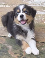 Mila 2, a female Australian Shepherd for sale in Winchester, VA – 4 of 7