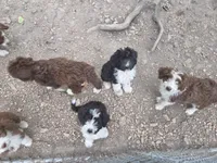Jupiter 3, a female Aussiedoodle for sale in Cross Junction, VA – 2 of 2