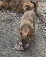 Clarity female, a female Chihuahua for sale in Winchester, VA – 2 of 10
