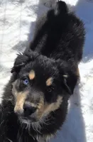 Jupiter 3, a male Australian Shepherd for sale in Winchester, VA – Photo 3 of 8