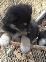 Jupiter 3, a male Australian Shepherd for sale in Winchester, VA – Photo 7 of 8