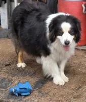 Jupiter 3, a male Australian Shepherd for sale in Winchester, VA – Photo 8 of 8