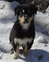 Jupiter 3, a male Australian Shepherd for sale in Winchester, VA – Photo 1 of 8