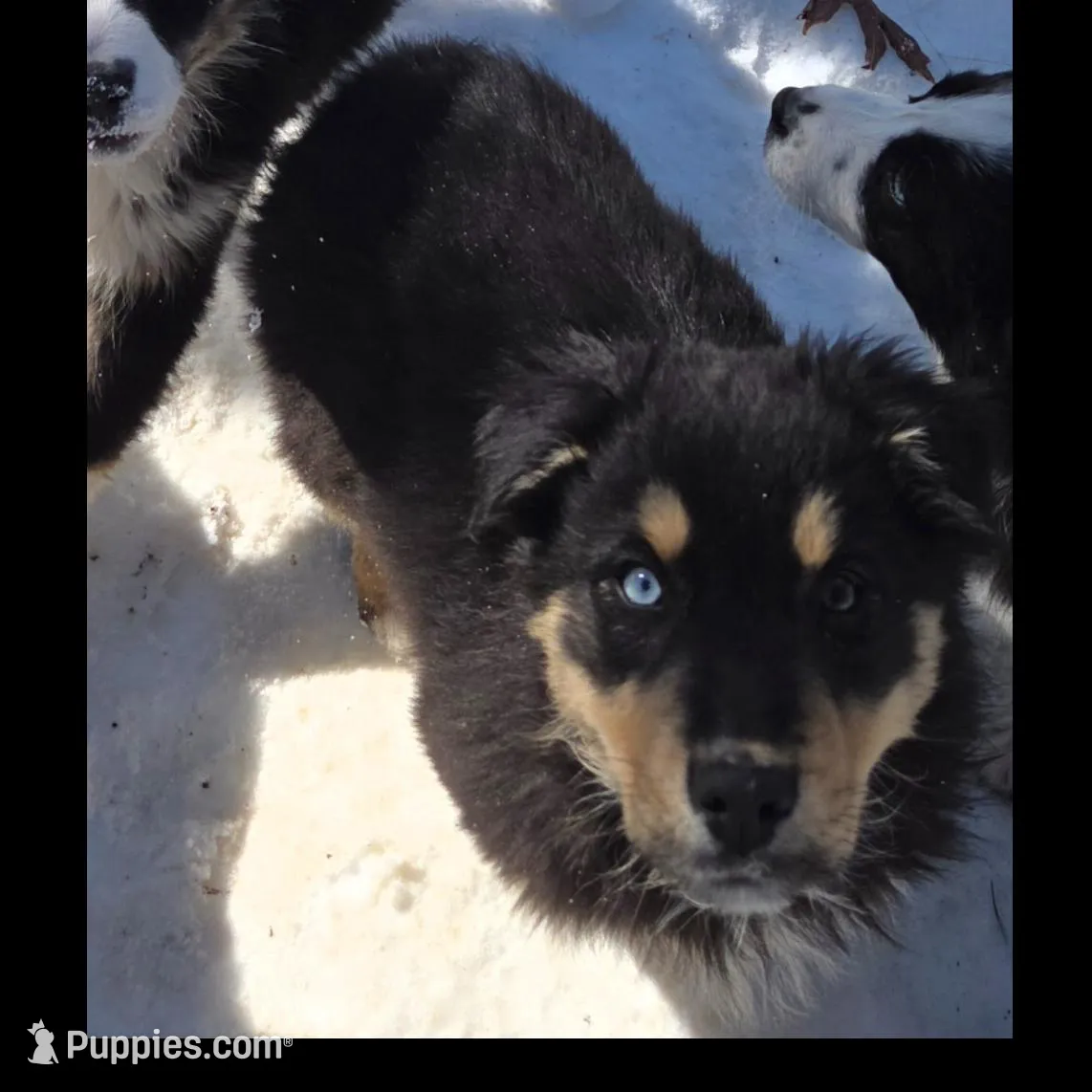 Jupiter 3, a male Australian Shepherd for sale in Winchester, VA – Photo 4 of 8