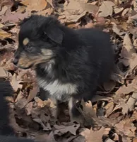 Jupiter 3, a male Australian Shepherd for sale in Winchester, VA – Photo 6 of 8