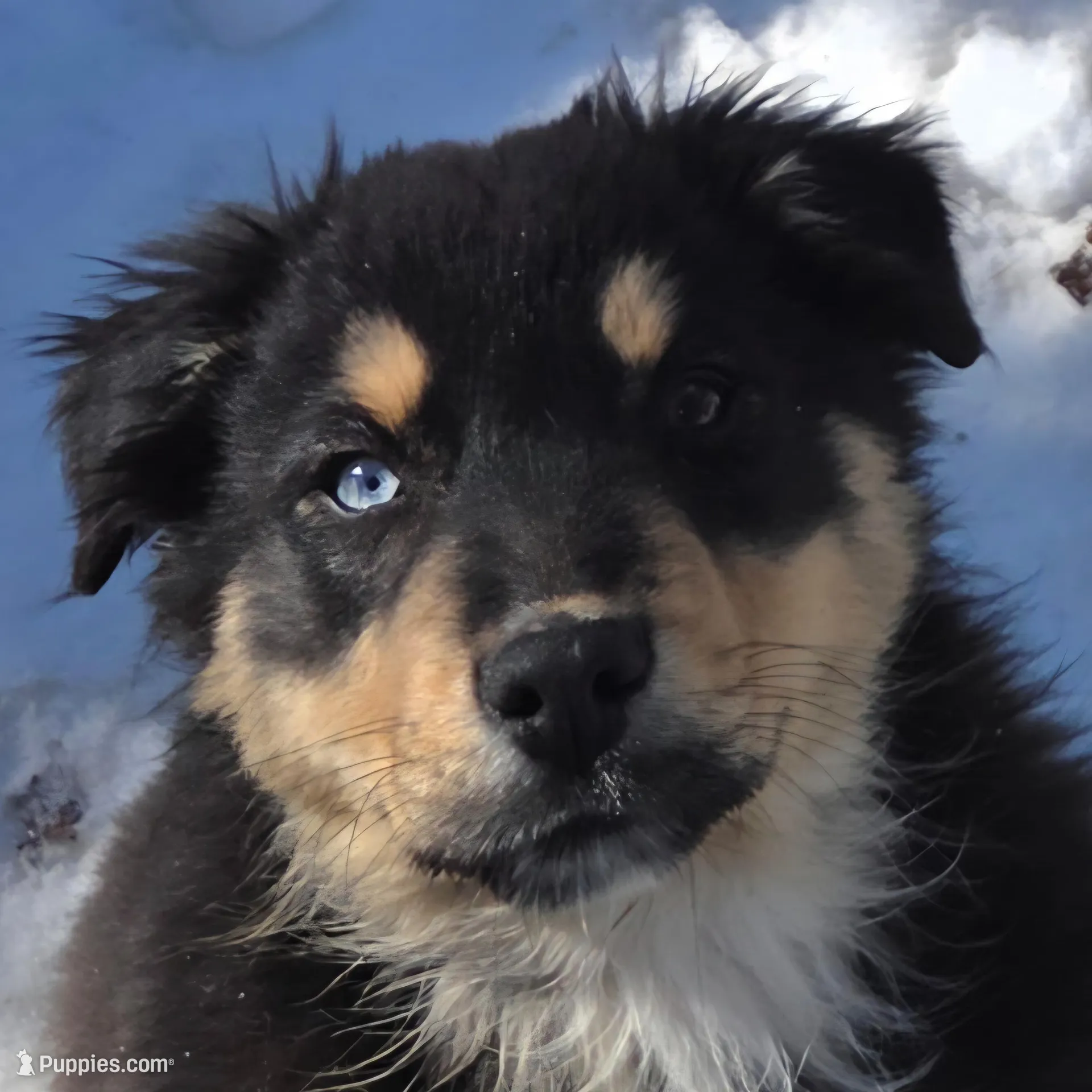 Jupiter 3, a male Australian Shepherd for sale in Winchester, VA – Photo 2 of 8