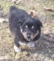 Jupiter 3, a male Australian Shepherd for sale in Winchester, VA – Photo 5 of 8