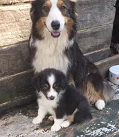 Mila 2, a female Australian Shepherd for sale in Winchester, VA – 3 of 7