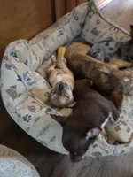 Clarity female, a female Chihuahua for sale in Winchester, VA – Photo 5 of 5