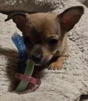 Clarity female, a female Chihuahua for sale in Winchester, VA – Photo 3 of 5