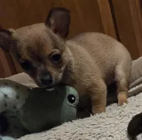 Clarity female, a female Chihuahua for sale in Winchester, VA – Photo 2 of 5